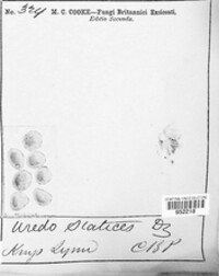 Uromyces statices image